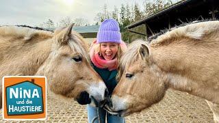 Fjordpferd | Information für Kinder | Nina und die Haustiere