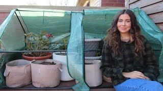 Overwintering Potted Plants In A Greenhouse | Container Gardening