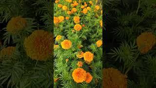 marigold seeds