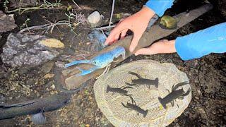 1 in MILLION BLUE LOBSTER FOUND in FISH TRAP!