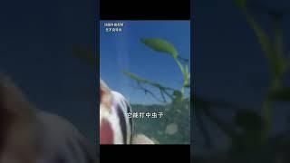 最离谱的繁殖方式：先吃再孵 科普 涨知识 冷知识
