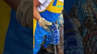  There's a 1 in 2,000,000 chance you'd catch a rare blue lobster #shorts @FurryTails