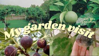 my garden visit vlog/ by Asfa Chaudhary