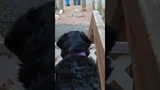 bernese mountain dog unimpressed by acrobatic squirrels