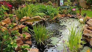 Garden Paradise in Cedar Park |Deborah & Robert Jennings |Central Texas Gardener