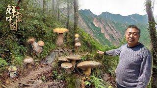 Sichuan 5 kilometers of high mountains are all precious medicinal materials, but no one finds it