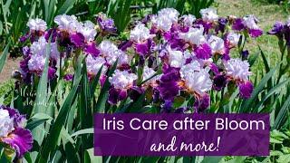 Iris Care after Blooming (and more)