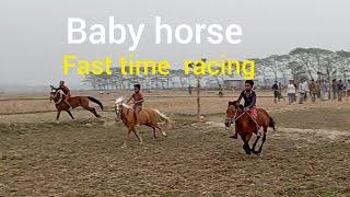 horse racing  sylhet/ baby horse fast time racing bajar tv