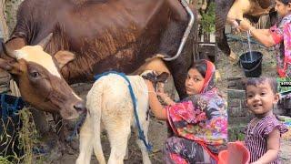 Cow Milking by Beautiful Village Women  Cowmilking by Hand