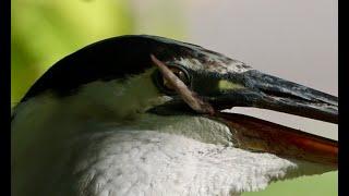 Great Blue Heron finally catches itself some luck