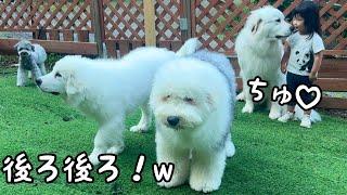 【あ！】弟2人が視線を逸らすとすぐに超大型犬と３歳児が隠れていちゃつき始めました笑｜グレートピレニーズ&オールドイングリッシュシープドッグ&トイプードル