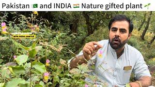 Gift of nature found in the mountains of Pakistan and India | Himalayas mountains ️