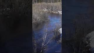 Уходящая зима в усинском лесу - часть 1 - 28.05.2025 #природа