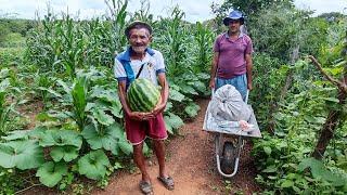 VEJA A AGRICULTURA FAMILIAR NO SERTÃO PERNAMBUCANO, UMA PALESTRA COM SEU MANOEL NAZÁRIO E MARIA.