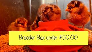 Starting Chicks on a Budget Under $50