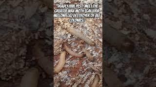 Deadly Hive Pest: Meet the Greater Wax Moth (Galleria mellonella) Destroyer of Bee Colonies!