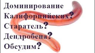 ТТ66 Черви, какие лучше Дендробены, Калифорнийские или Стратели в одном реакторе