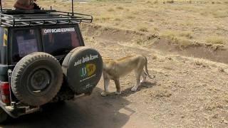 Lion Looking For Shade Next to the Car-Central Serengeti