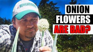 Why Are Onion Flowers So Bad? - Garden Quickie Episode 208