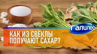 Галилео  Как из свёклы получают сахар?