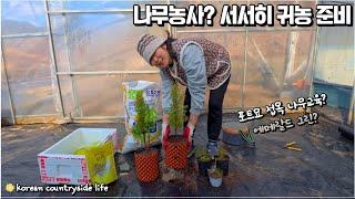 Korean Countryside  / My First Tree Education Experience! Honest Review! Potting, Grafting #tree