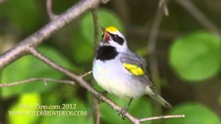 Golden-winged Warbler sings the "Blues"