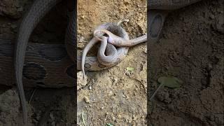 Omg Venomous Viper Snake Mating ! #shorts #snakes #russellsviper #youtubeshorts #reels #snakesaver