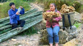 Harvest ginger for sale,One hot day,Cut bamboo to weave fence to prevent ducks,chickens and pigs.