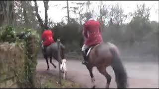 Ledbury Hunt hounds in Hartpury College grounds 2017