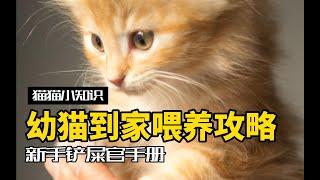 养猫需要做哪些准备？这些细节不要忽略