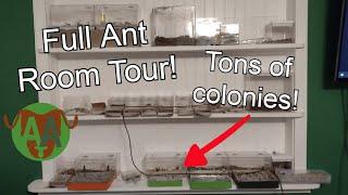 500 Subscriber Special - Arthropod Antics' Full Ant Room Tour!