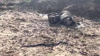 Black Rat snake hunting mice around my pig feeders. We like having these snakes around!