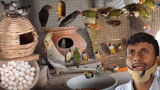 Gouldian Finch Successful Breeding Method Tips / Attractive, Beautiful, Colorful Small Birds farm.