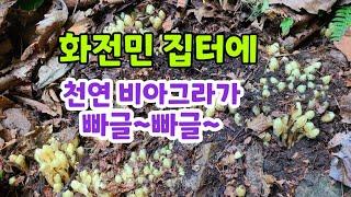 화전민 터에 천연 비아그라가 빠글 빠글