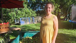 The Homestead Orchard,: Pressing Fresh Cider round 2.