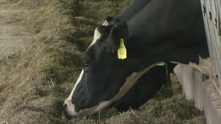 Minnesota Dairy Farmers Experience Unexpected Turnaround As Demand Increases