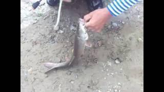 Рыбалка на горной реке, Амурский плоскоголовый жерих, Fishing in Siberia