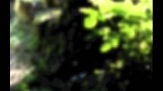 Remote_ - Acid End