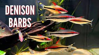 Denison Barbs (Roseline Shark) | Care Guide & Species Profile