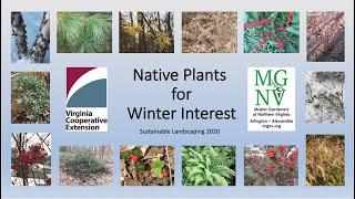 Native Plants for Winter Interest