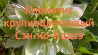 Клематис крупноцветковый Сэн но Кадзэ (clematis)  обзор: как сажать, саженцы клематиса Сэн но Кадзэ