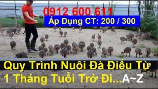 Quy Trình Nuôi Đà Điểu Từ Một Tháng Tuổi Trở Đi, PHUONG NAM TV, Trang Trại Đà Điểu Phương Nam