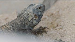 5 Fun Facts About the Chuckwalla