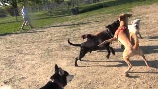 RAW!!!!!!! Yellow Lab Blue Healer Mix Fights Black Lab At Omaha Dog Park