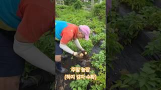 주말 농장 - 도시 남자, 하지 감자 수확, 양평매곡교회, 시골교회, 농촌교회