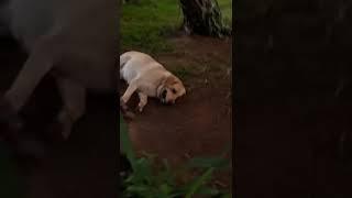 Bluro likes laying on the ground