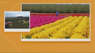 Rod on the Road: Wooden Shoe Tulip Festival