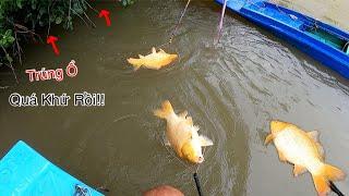 Liều Mình Ra Sông Tiền Đụng Trúng Ngay Ổ Cá Chép Khủng | Kích Cá Miền Tây | Catch Fish