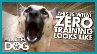 Two German Shepherds with ZERO Training Cause Chaos | It's Me or the Dog