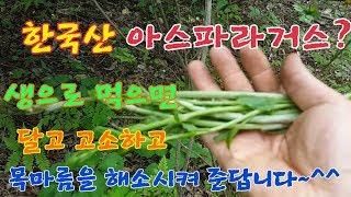 한국의 산나물 75.밀나물(생으로 먹어도 맛있는 한국산 아스파라거스)